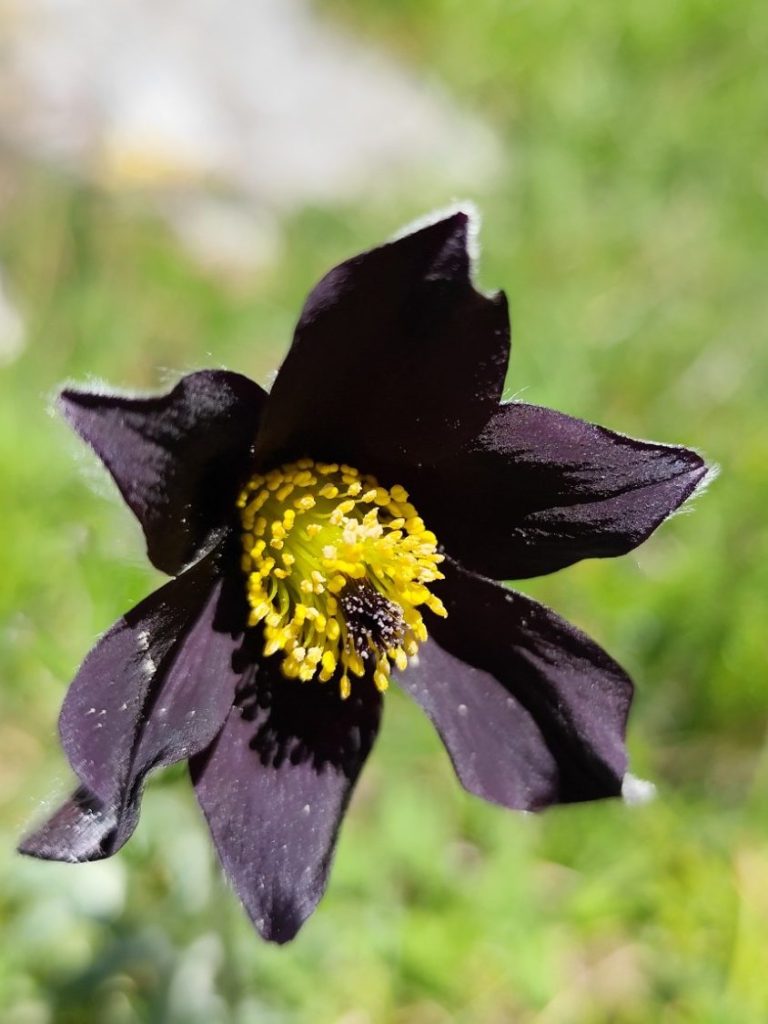 Pulsatilla rubra Pulsatilla rubra. Observación de flora en Picos de Europa. La floración de las flores negras