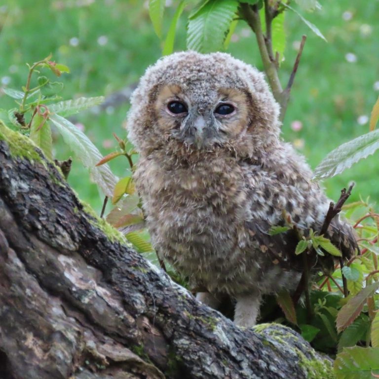 Pollo de cárabo en actividad de observación de aves. Pollo de cárabo en actividad de observación de aves.