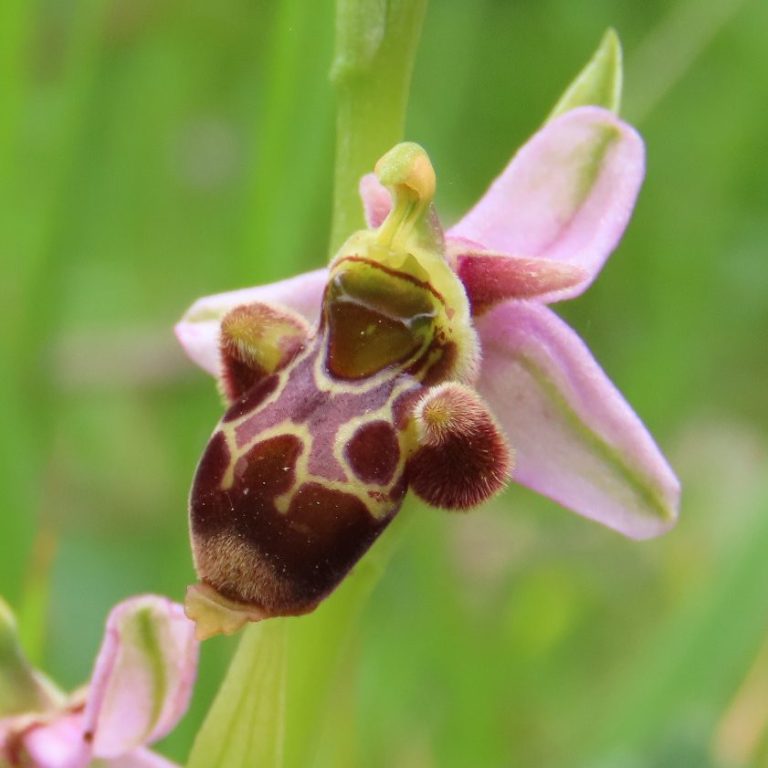 Orchis scolopax Orchis scolpax. Observación de flora en Picos de Europa. Orquídeas
