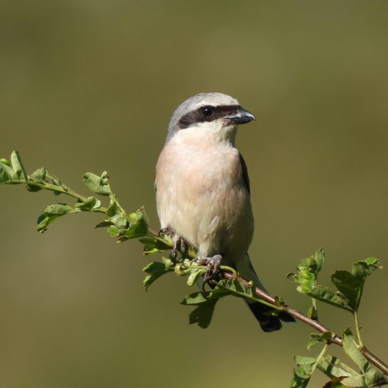 Alcaudón dorsirrojo. Actividad de observación de aves Alcaudón dorsirrojo. Actividad de observación de aves