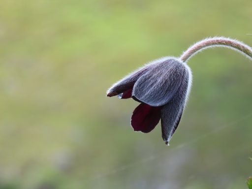 La floración de las flores negras