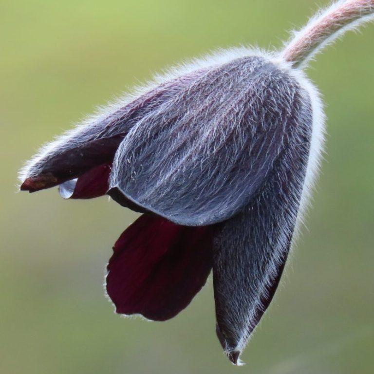La floración de las flores negras. Pulsatilla rubra, Picos de Europa La floración de las flores negras. Pulsatilla rubra, Picos de Europa
