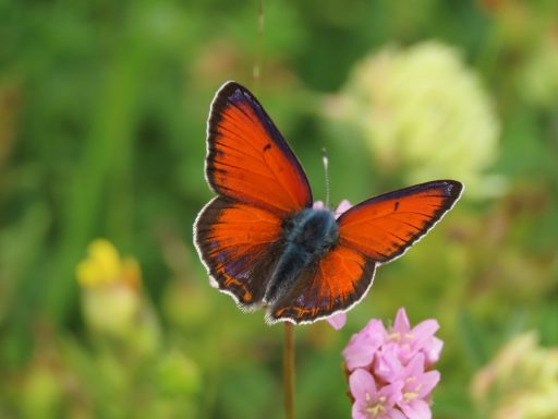 Viaje de observación de mariposas