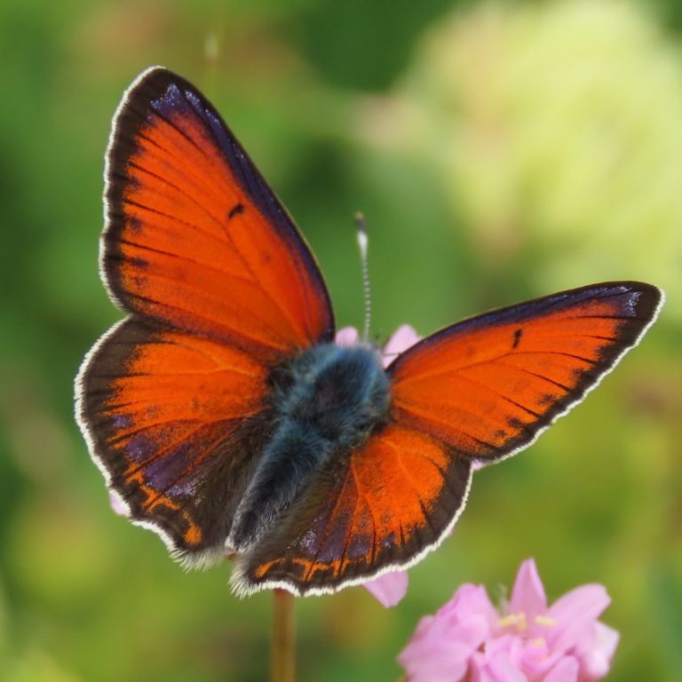 Observación de mariposas. Lycaena hippothoe Observación de mariposas. Lycaena hippothoe