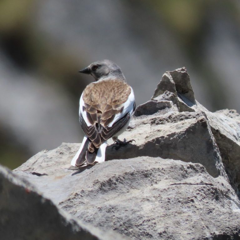 Gorrión alpino en actividad de observación de aves alpinas en Picos de Europa. Gorrión alpino en actividad de observación de aves alpinas en Picos de Europa.