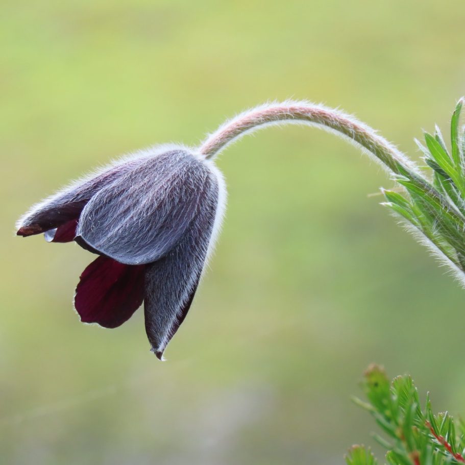 Pulsatilla rubra. Actividades de mayo Pulsatilla rubra. Actividades de mayo